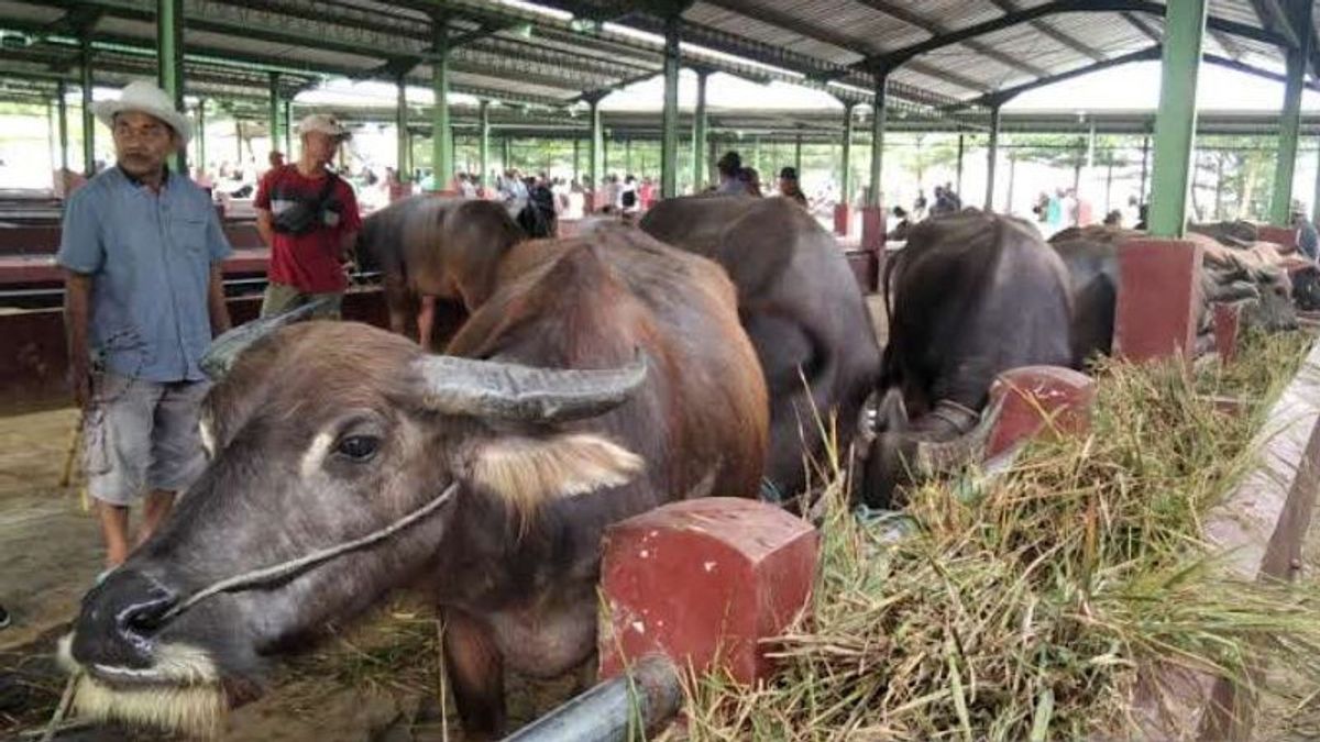 11 Livestock Exposed To FMD, 2 Animal Markets In Kudus Closed