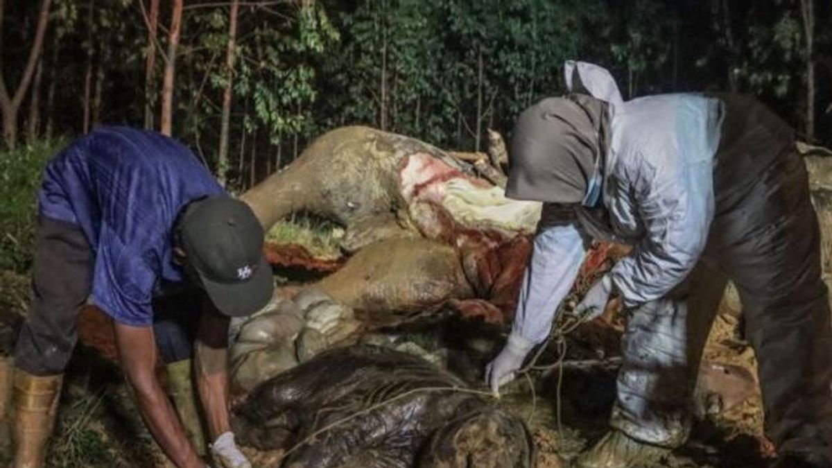 Pity! Causes Of Pregnant Elephant Found Dead In Bengkalis Concession Area Due To Poison From Pineapple
