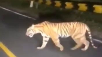 Harimau Sumatra Muncul di Jalanan Lintas Barat Krui