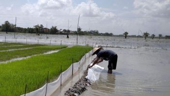 クドゥス・カブパテの3つの村の298ヘクタールの稲作が浸水