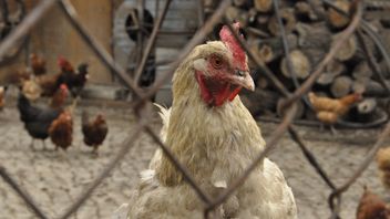 الكشف عن إنفلونزا الطيور H7N6 ، نيوزيلندا توقف الصادرات