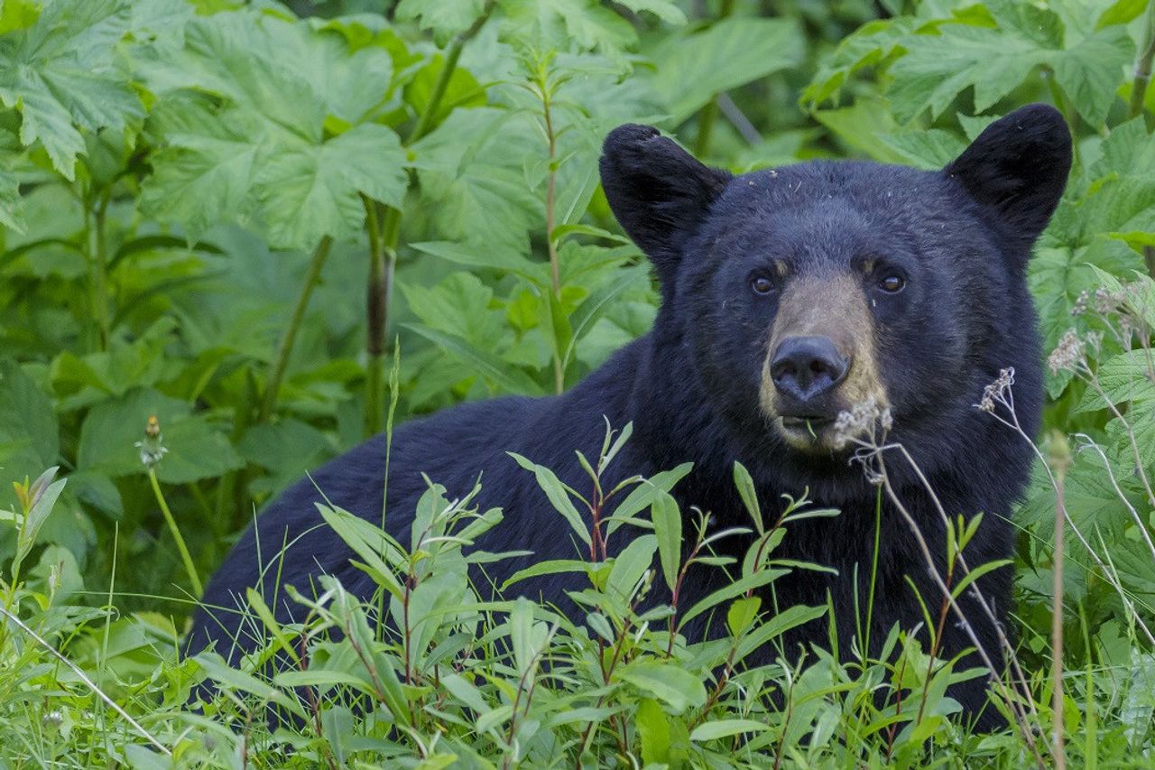 Manger de viande d’ours noir lors d’une réunion, une famille est transportée d’urgence à l’hôpital pour des pericites