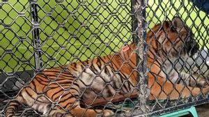 Kondisi Harimau yang Serang Warga di Aceh Selatan Berangsur Membaik