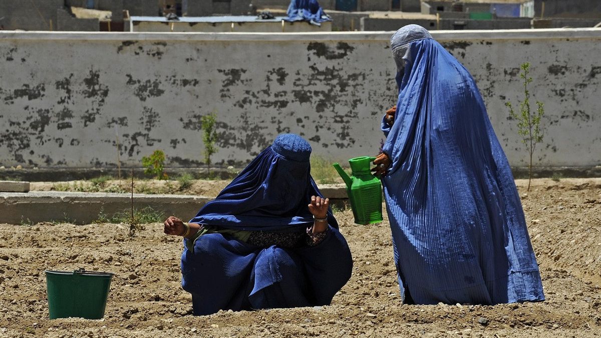 坚定地要求塔利班停止限制妇女权利，G7：它正在将她们与国际社会隔离开来