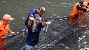 100 Petugas Sisir Kali Cideng, Puluhan Ikan Sapu-sapu Ditangkap di Depan Plaza Indonesia