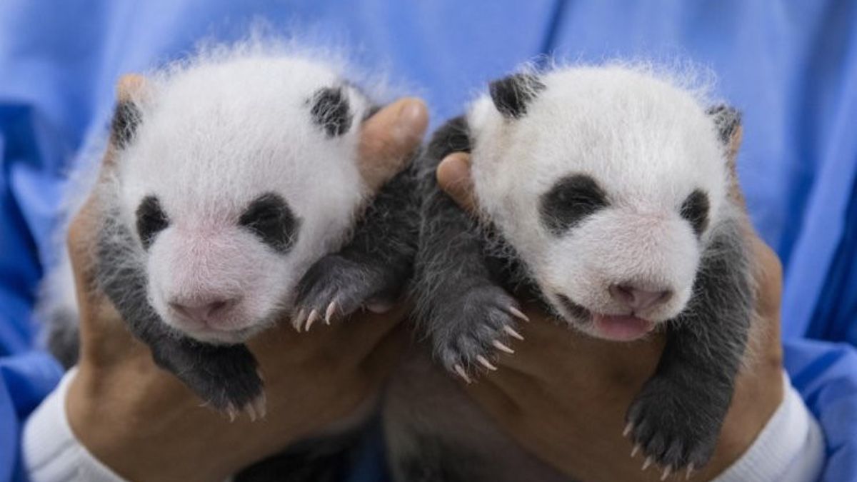 第一,埃弗兰发布一月大的双子熊猫巨人孩子的照片