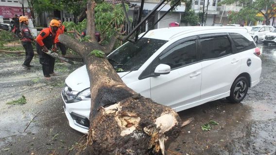 Angin Kencang Landa Jember Jatim, Pohon Bertumbangan