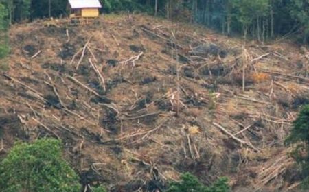 Polres Soppeng Tetapkan Anggota DPRD Tersangka Pembalakan Hutan