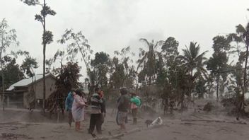 2,219 لاجئا بسبب ثوران سيميرو في 12 موقعا ، BPBD جاوة الشرقية تواصل توزيع المساعدات حتى الليلة