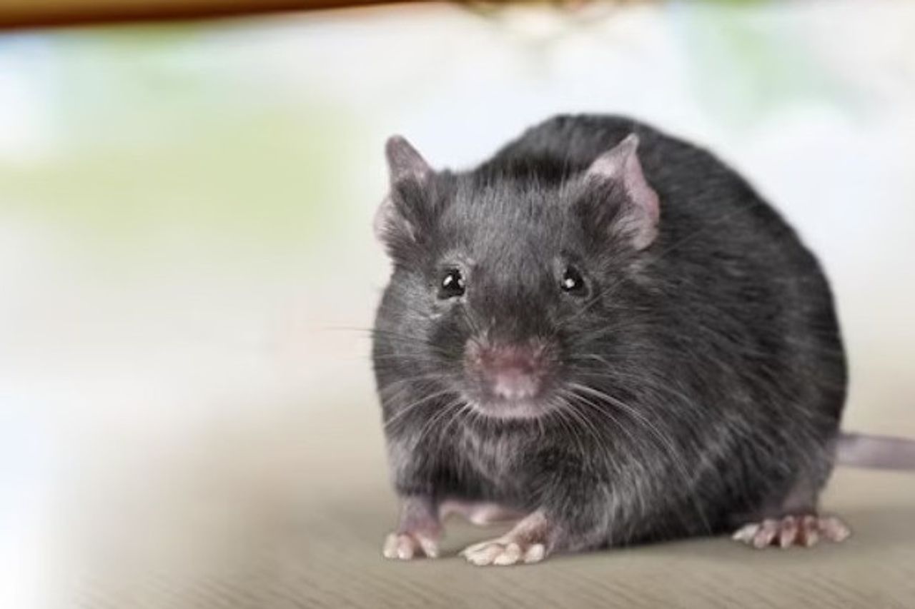 10人が死亡し、タンゲランリージェンシー保健局はラット尿の発生をまだKLBではないと呼んでいます
