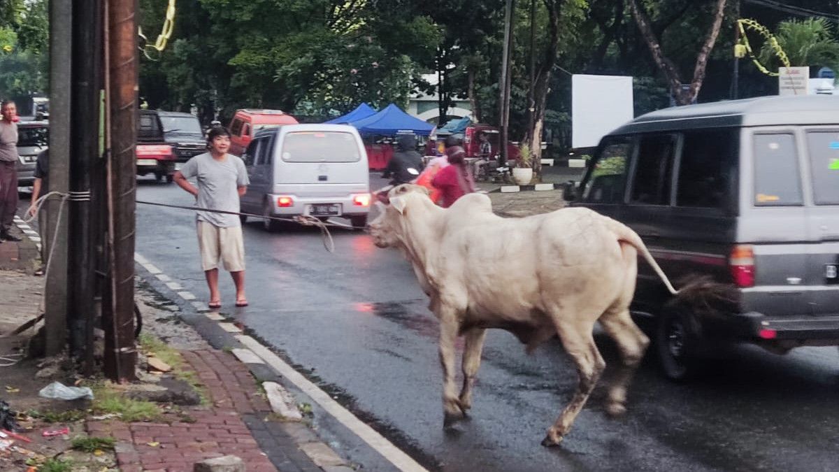 Angry, Sacrificial Cows Take Off And Run To Jalan Raya Pondok Gede