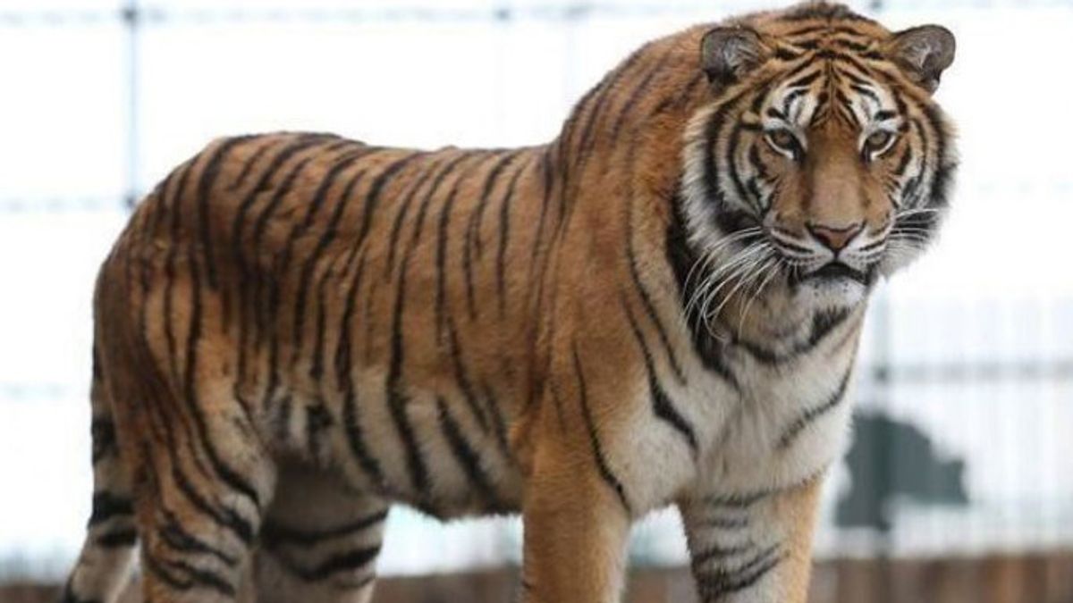 Miris, Harimau Sumatera Ditemukan Mati Terjerat Kawat di Bengkalis
