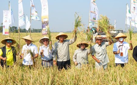 Panen Bersama Budidaya Padi Varietas Unggul, ID FOOD Dukung Penguatan Cadangan Beras Pemerintah