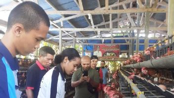 Sales Of Chicken Eggs From Biak To Jayapura And Mamberamo Raya Reach More Than IDR 5 Billion