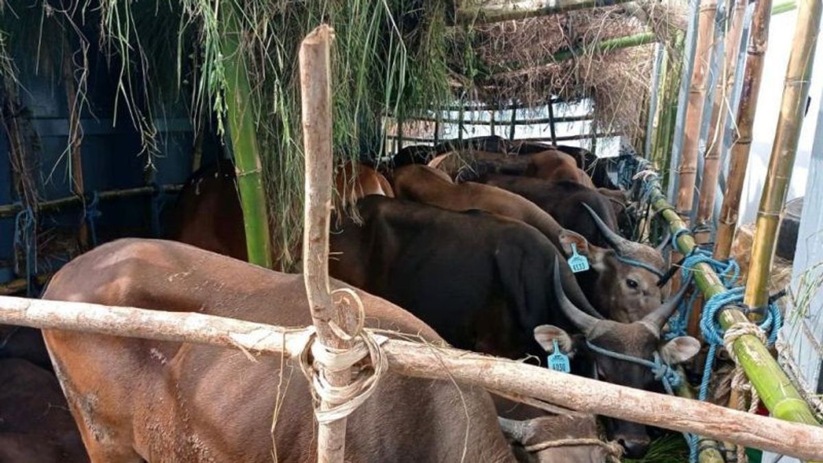 Deputy Governor Riza Predicts The Price Of Sacrificial Animals In DKI Will Be More Expensive Due To The Spread Of Mouth-and-mouth Diseases