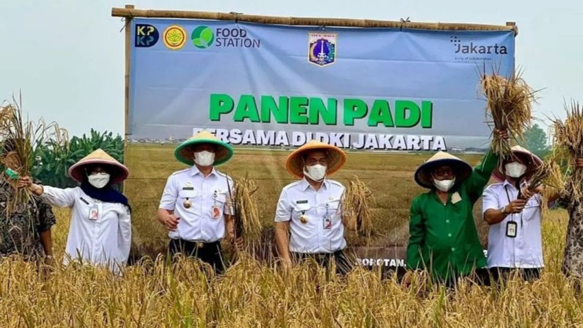 Dampak Banjir 2022, Produksi Padi di Jakarta Turun 911 Ton 