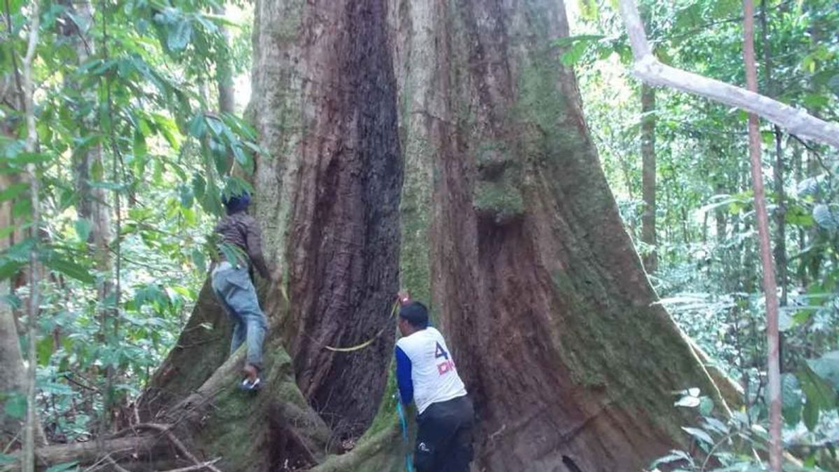 Socializing Tahura Trumon Conservation, South Aceh Regency Government Susun 20 Years Management Plan