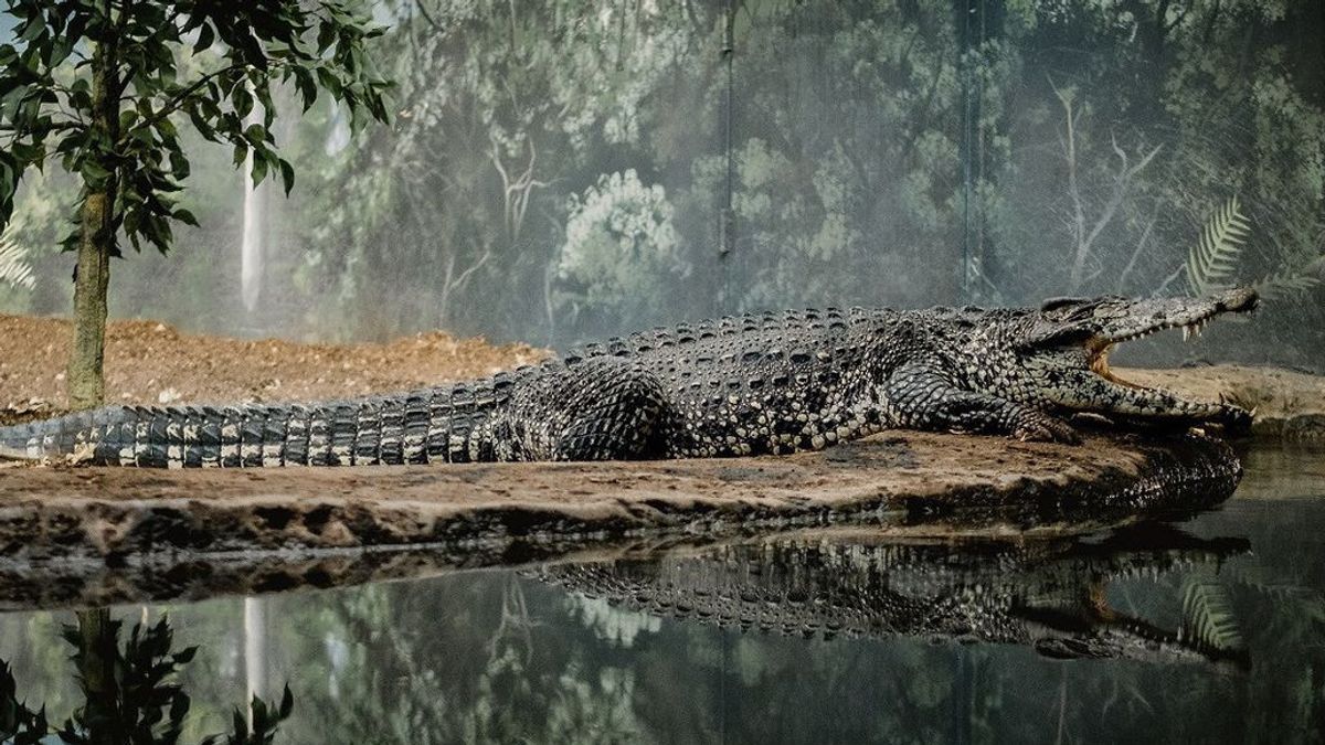 Fosil Nenek Moyang Buaya Ditemukan di Chili Selatan