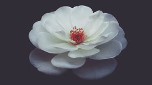 Manfaat Ekstrak Bunga Camellia untuk Kecantikan Kulit, Aman atau Berbahaya?