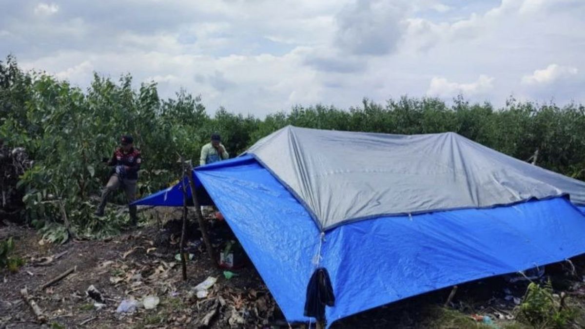 Pekerja Perkebunan di Riau Diserang Harimau, BKSDA Kosongkan 5 Km dari Kejadian