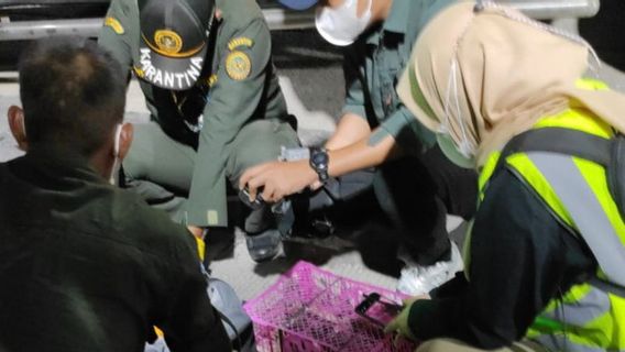 Penyeludupan Satwa Liar Pakai Bus Penumpang Digagalkan Balai Karantina Lampung