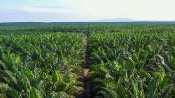 Aiming To Obtain IDR 366.88 Billion In Funds, Palm Oil Company From Tanah Bumbu South Kalimantan Offers Shares To The Public Starting Tomorrow