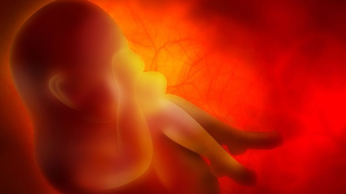 澳大利亚-美国科学家成功培育的人造人类胚胎