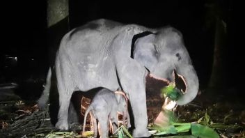 Anak Gajah Lahir di Pusat Konservasi Riau, Berat Badan 75 Kg