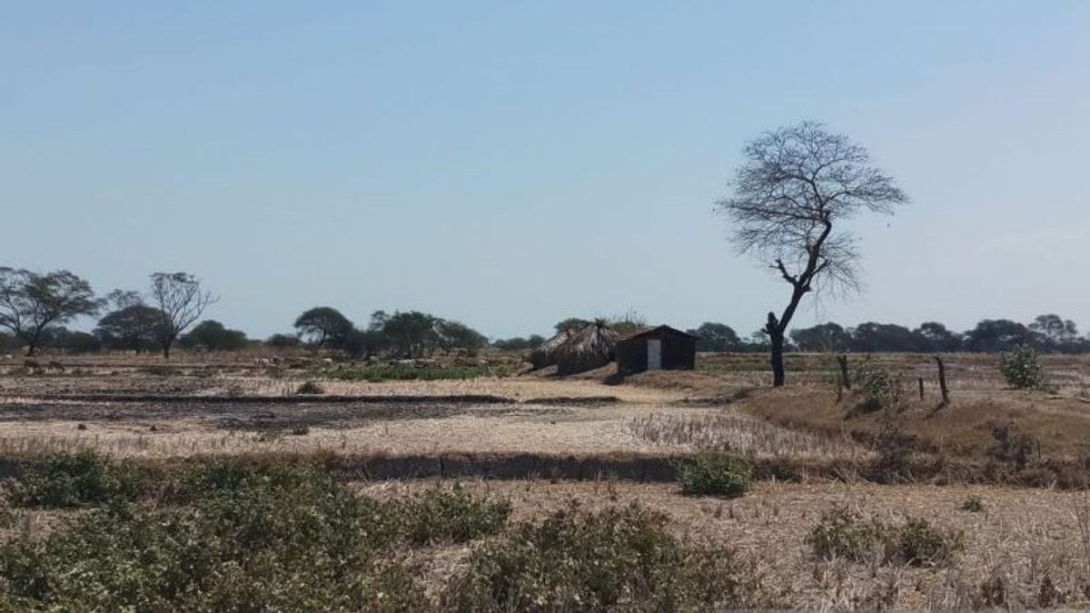 The Lambanapu Region And East Sumba Regency Will Not Experience Rain For 60 Days, Drought Disasters Have The Opportunity To Occur