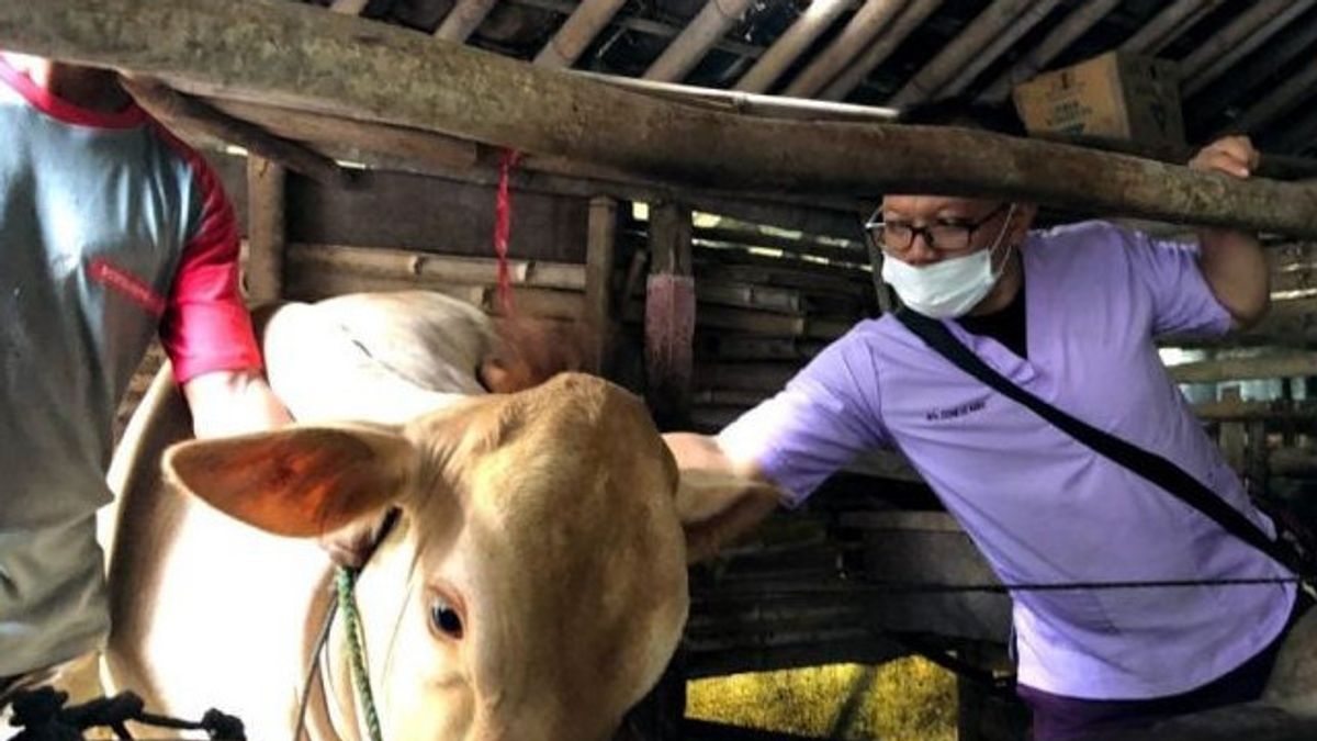 数十名兽医检查塞梅鲁火山爆发的牲畜受害者的健康状况，有些烧伤