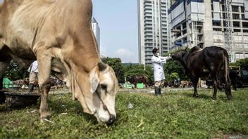 DKI省政府检查开斋节前进入雅加达的数千只献祭动物