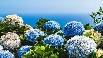 The Color Of The Flowers Can Change, Here Are 5 Ways To Take Care Of Hydrangeas