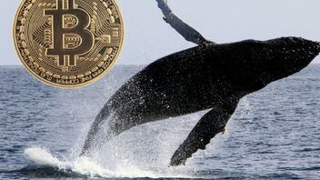 クジラビットコイン Mr. 100 暗号市場をゲガーにする