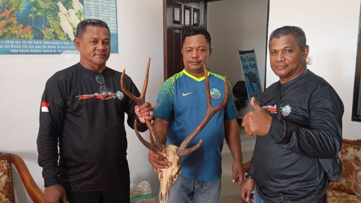 Maluku BKSDA Secures The Ruser Horn From Passengers Of The Fakfak-Ambon Route