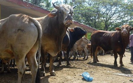 Usut Korupsi Pengadaan 200 Sapi, Kejati Aceh Minta Keterangan LKPP