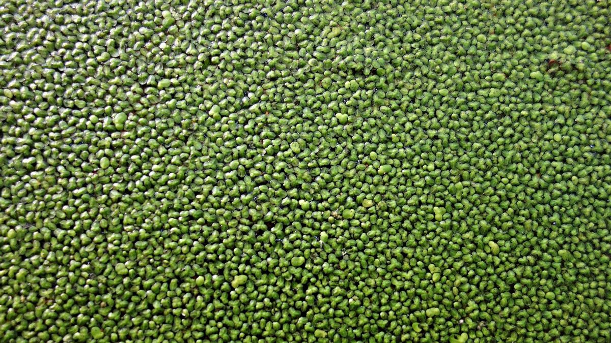Le plus petit fruit du monde : il est plus petit qu'un grain de sel de cuisine