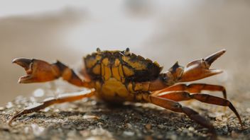 中国人男性が娘を生きたままつまむカニを食べる