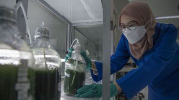 anol 10 % d'application du programme de carburant d'éthanol selon Asta Cita Prabowo