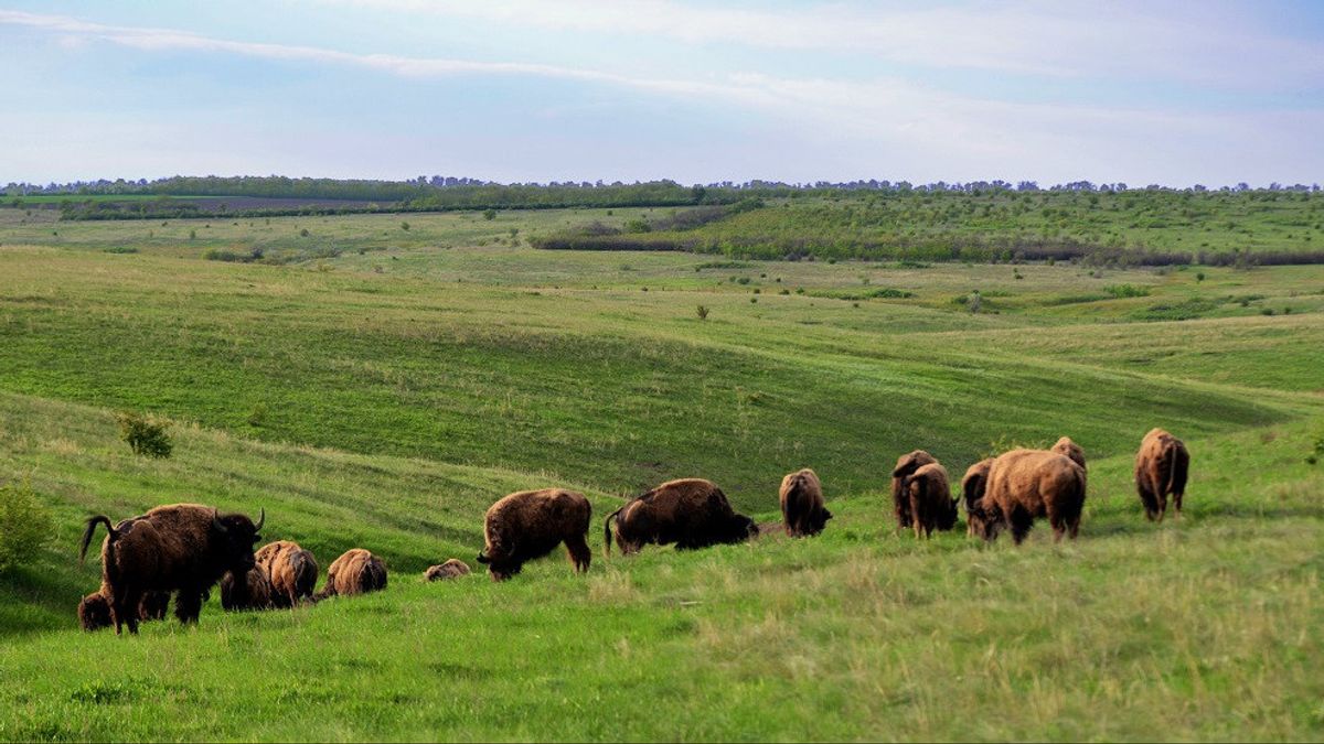 Invasi Rusia Sebabkan Semua Pejantan Mati, Bison di Taman Nasional Ukraina Terancam Punah