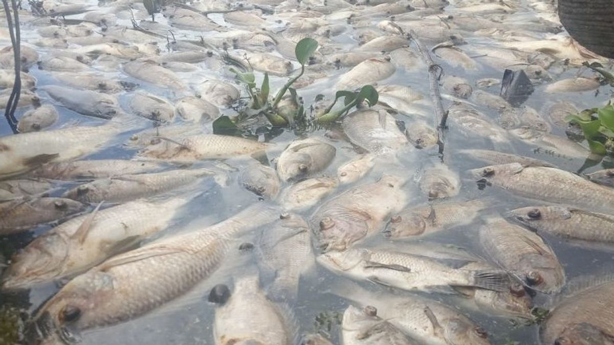 موت الأسماك في بحيرة مانينجاو، سومطرة الغربية، ما يقرب من 1000 طن