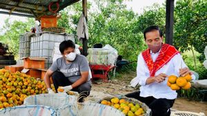 Telepon Mentan, Presiden Jokowi Minta Program Pendampingan untuk Petani Jeruk di Karo