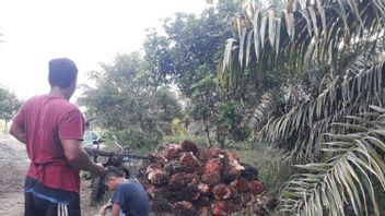 穆科穆科的棕榈FFB价格上涨，最高价格触及每公斤Rp3，320