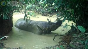 Badak Bernama Musofa Tertangkap Kamera Sedang Berkubang di Taman Nasional Ujung Kulon