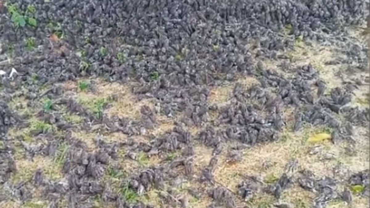نتائج الاختبار المخبري، وفاة مئات العصافير في جيانيار بالي بسبب الظواهر الطبيعية