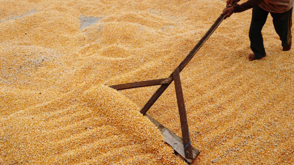 Minister Of Agriculture: Indonesia No Longer Imports Corn, Except For Industry