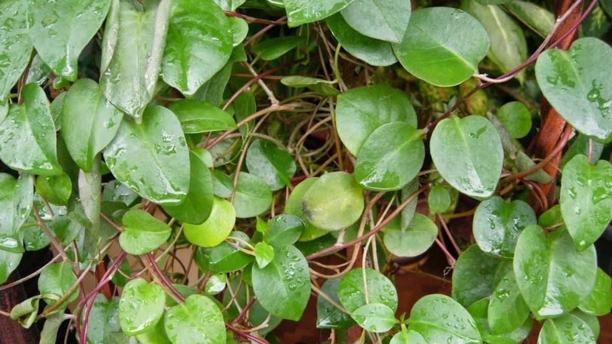 30 Benefits Of Binahong Leaves To Heal Various Diseases