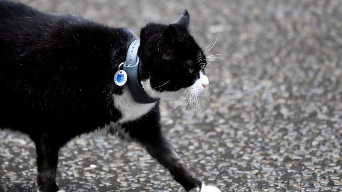 英国外交部的Cat帕默斯顿猫将退休并搬到村里