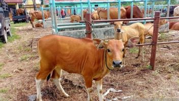 Batanghari Jambi的数百头奶牛和水牛注册了保险