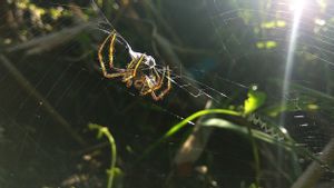 Penelitian Ungkap Sutra Laba-laba Mampu Gantikan Plastik Sekali Pakai
