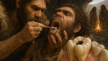 Neanderthal Teeth Bored Stone, Evidence of Dental Care 59,000 Years Ago